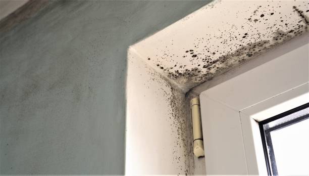 Best Air Quality Testing for Mold Spores  in San Rlos, CA