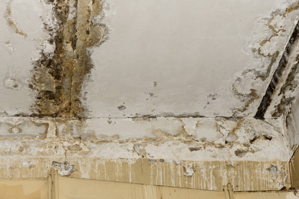 Best Black Mold Removal  in San Rlos, CA