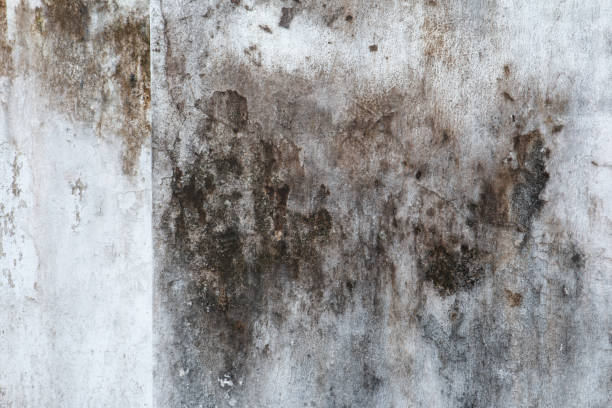 Best Environmental Consulting for Mold Prevention  in San Rlos, CA