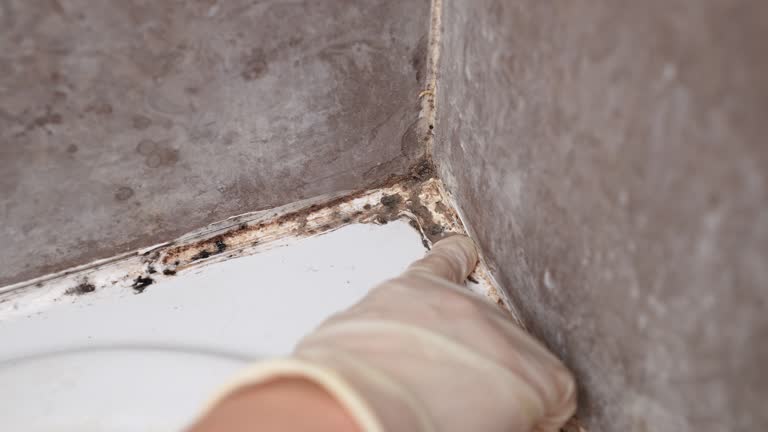 Best HVAC Mold Inspection and Cleaning  in San Rlos, CA